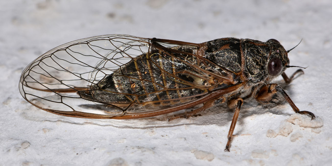 Cicadidae: Tettigettalna sp?